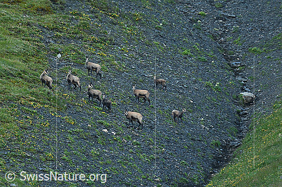 Foto: Gämsen (Rupicapra rupicapra) in steilem Gelände.