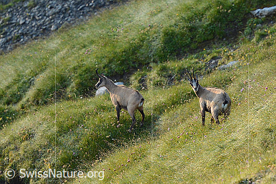 Foto: Zwei Gämsen (Rupicapra rupicapra) in steilem Gelände.