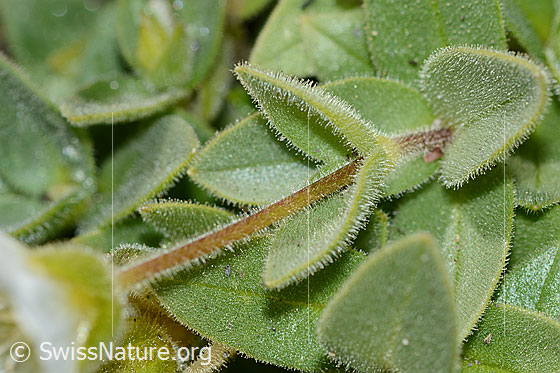 Foto: Breitblättriges Hornkraut (Cerastium latifolium). Stängel und Blätter.