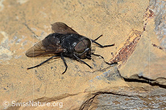 Hybomitra caucasica (Bremse)