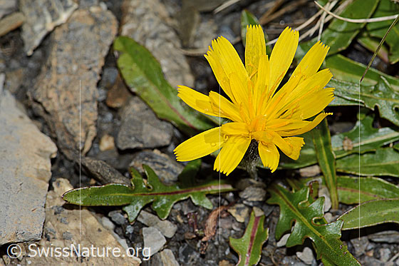 Photo: Probably Leontodon montanus. Blossom.