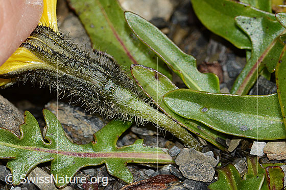 Photo: Probably Leontodon montanus. Calyx, stem and leaves.