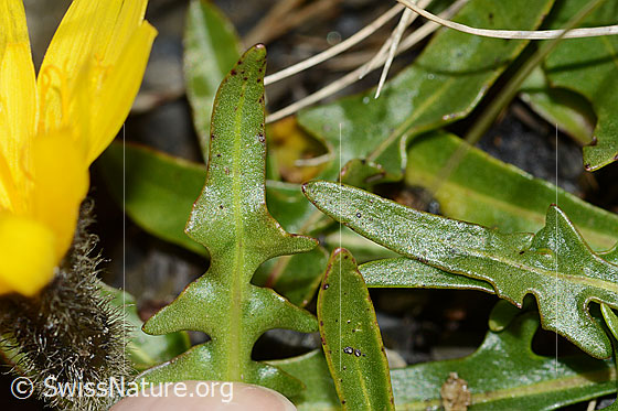Photo: Probably Leontodon montanus. Leaf underside.