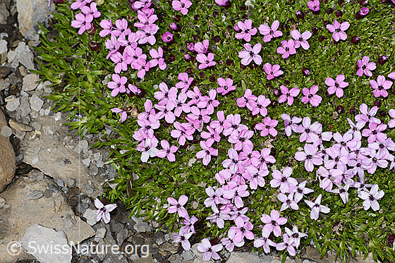 Photo: Silene acaulis. Cushion with open flowers.