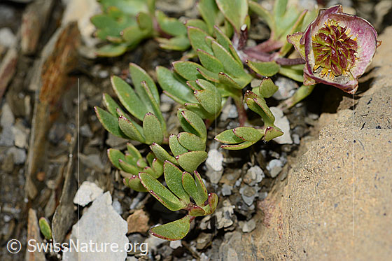 Photo: Ranunculus glacialis. Leaves.