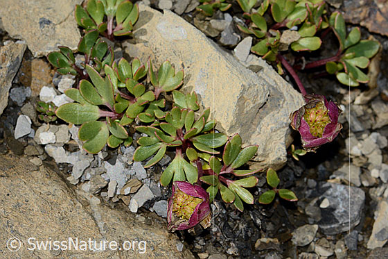 Foto: Gletscher-Hahnenfuss (Ranunculus glacialis). Ganze Pflanze (Habitus).