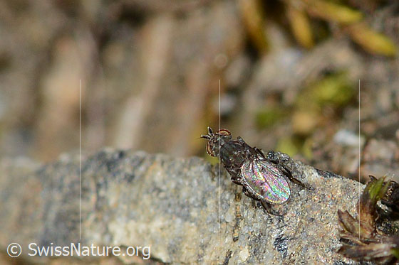 Foto: Wahrscheinlich Scatella tenuicosta (Salzfliege). Länge 2.5mm. Wird auch Scatella lacustris genannt. Ansicht von oben.