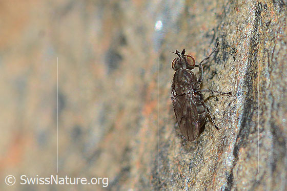 Photo: Probably Scatella tenuicosta (Ephydridae). Length 2.5mm. View from diagonally above.