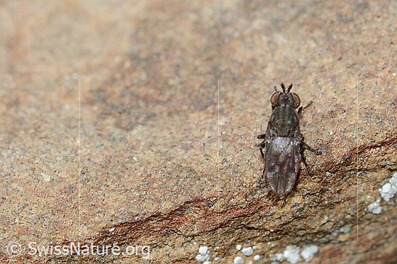 Foto: Wahrscheinlich Scatella tenuicosta (Salzfliege). Länge 2.5mm. Ansicht von oben.
