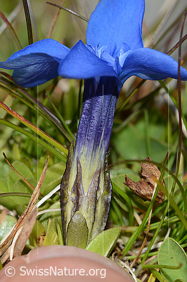 Photo: Probably Gentiana verna. Calyx and blossom.