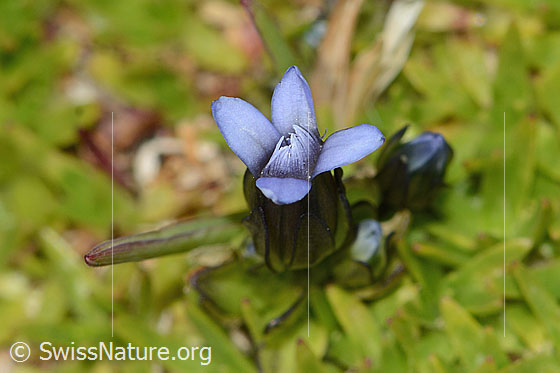 Foto: Zarter Enzian (Gentiana tenella). Blüte. Ansicht von oben.