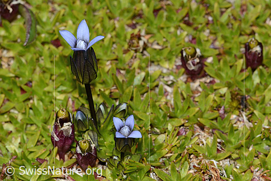 Foto: Zarter Enzian (Gentiana tenella). Ganze Pflanze (Habitus).