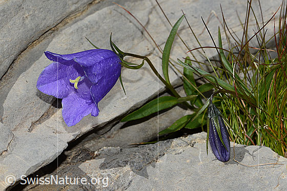 Foto: Niedliche Glockenblume (Campanula cochleariifolia). Ganze Pflanze (Habitus).