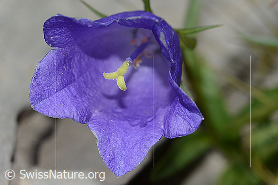 Photo: Campanula cochleariifolia. Blossom.
