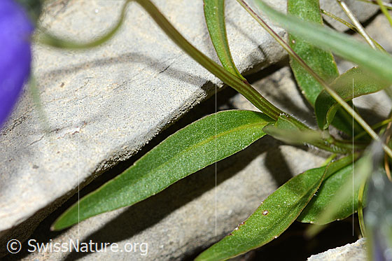 Photo: Campanula cochleariifolia. Leaves and stem.