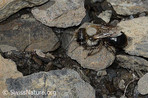 Photo: Probably Osmia inermis. Length 10mm. Female. View from the side.