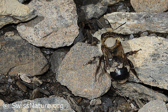Photo: Probably Osmia inermis. Length 10mm. Female. View from above.