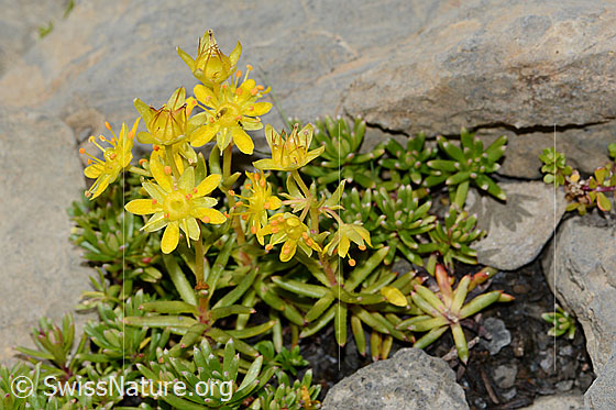Foto: Bewimperter Steinbrech (Saxifraga aizoides). Blüten und Blätter.