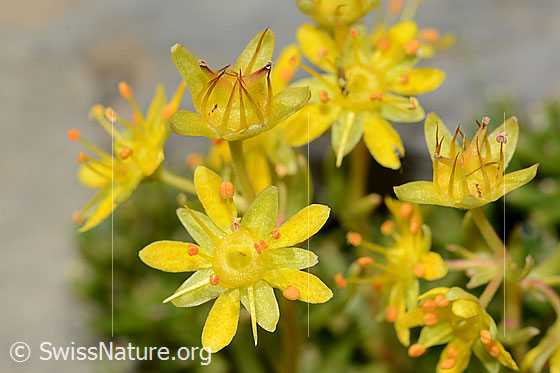 Foto: Bewimperter Steinbrech (Saxifraga aizoides). Blüten. Voll blühend und fast verblüht.
