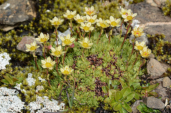 Foto: Moschus-Steinbrech (Saxifraga exarata ssp. moschata). Ganze Pflanze (Habitus). Ansicht von schräg oben.