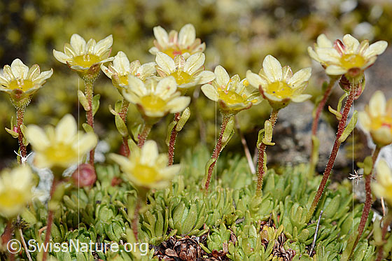 Foto: Moschus-Steinbrech (Saxifraga exarata ssp. moschata). Ganze Pflanze (Habitus). Ansicht von der Seite.