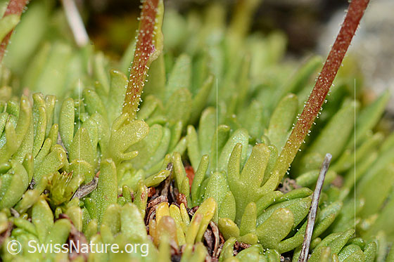 Foto: Moschus-Steinbrech (Saxifraga exarata ssp. moschata). Blätter und Stängel.