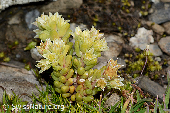 Foto: Dunkler Mauerpfeffer (Sedum atratum). Ganze Pflanze (Habitus). Helles Exemplar.