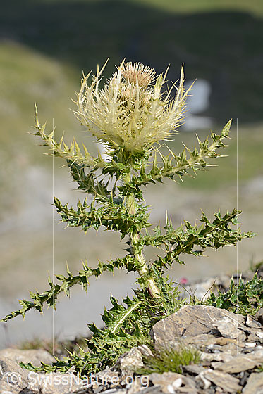 Foto: Alpen-Kratzdistel (Cirsium spinosissimum). Ganze Pflanze (Habitus).