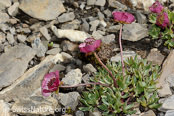Foto: Gletscher-Hahnenfuss (Ranunculus glacialis). Ganze Pflanze (Habitus). Ansicht von der Seite.