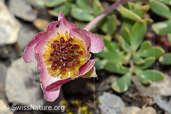 Foto: Gletscher-Hahnenfuss (Ranunculus glacialis). Blüte. Die Blüte ist fast verblüht. Die Blüte ist fast verblüht. Im Innern der Blüte bilden sich bereits die Samen.