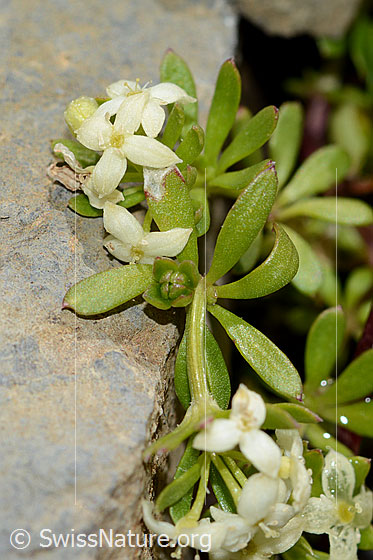 Foto: Schweizer Labkraut (Galium megalospermum). Stängel und Blätter.
