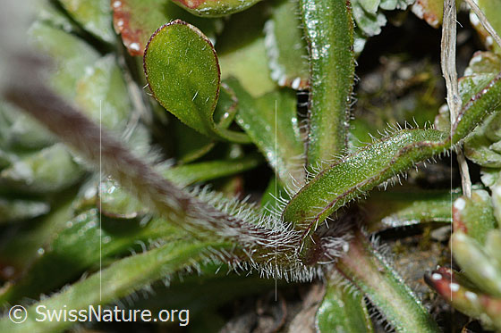 Photo: Erigeron uniflorus. Leaves and stem.