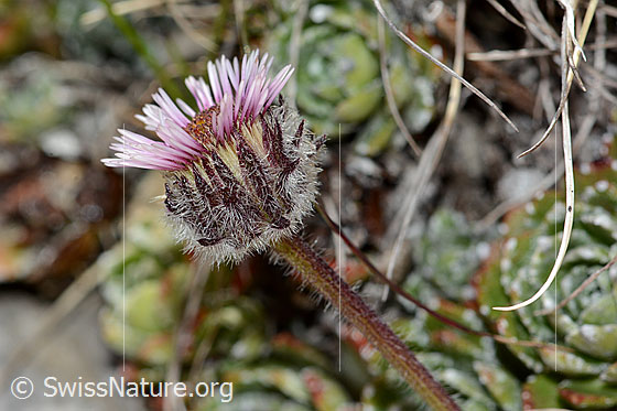 Photo: Erigeron uniflorus. Blossom and stem. View from the side.