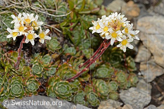 Foto: Trauben-Steinbrech (Saxifraga paniculata). Ganze Pflanze (Habitus).