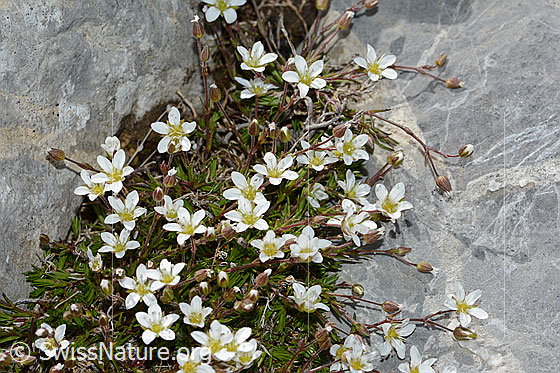 Foto: Bewimpertes Sandkraut (Arenaria ciliata). Ganze Pflanze (Habitus).