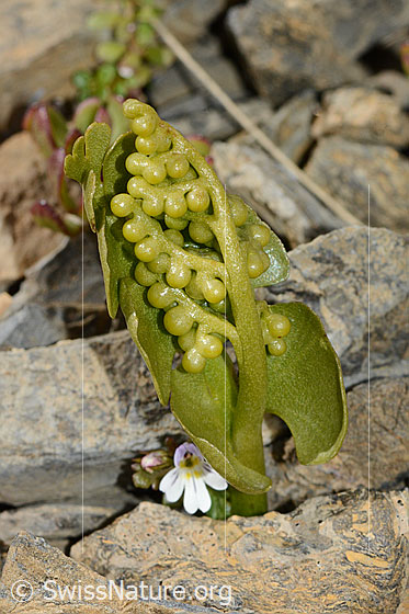 Foto: Echte Mondraute (Botrychium lunaria). Ganze Pflanze (Habitus). Ansicht von der Seite.