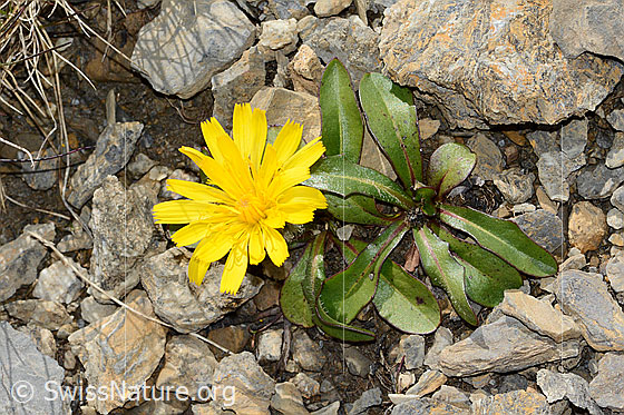 Foto: Berg-Milchkraut (Leontodon montanus). Ganze Pflanze (Habitus).