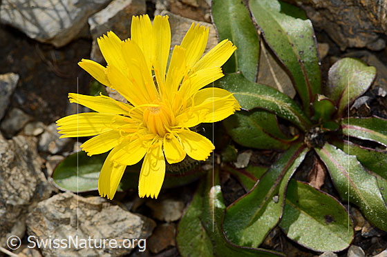 Photo: Leontodon montanus. Blossom.