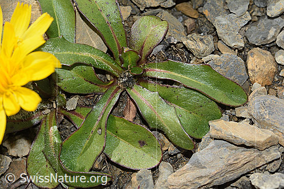 Photo: Leontodon montanus. Leaves.