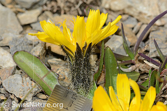 Foto: Berg-Milchkraut (Leontodon montanus).