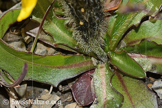 Photo: Leontodon montanus. Calyx, stem and leaves.