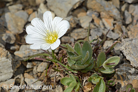 Foto: Breitblättriges Hornkraut (Cerastium latifolium). Ganze Pflanze (Habitus). Ansicht von schräg oben.