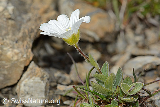 Photo: Cerastium latifolium. Whole plant (habiti). View from the side.