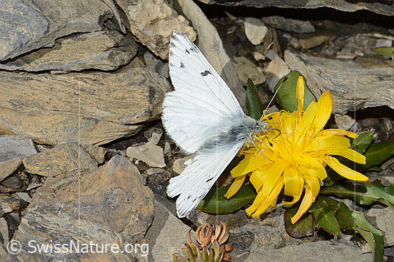 Foto: Alpenweissling (Pontia callidice) auf Blume. Männchen. Flügel geöffnet. Ansicht von seitlich oben.