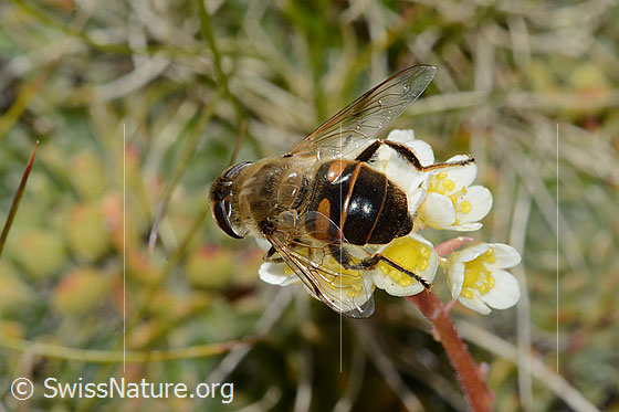 Foto: Mistbiene (Eristalis tenax) auf Trauben-Steinbrech (Saxifraga paniculata). Länge 14 - 18mm. Weibchen. Ansicht von hinten oben.