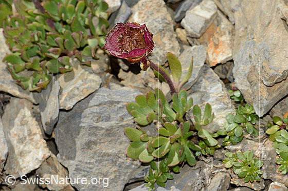 Foto: Gletscher-Hahnenfuss (Ranunculus glacialis). Ganze Pflanze (Habitus).