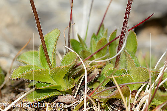 Foto: Bewimperter Mannsschild (Androsace chamaejasme). Blätter und Stängel.