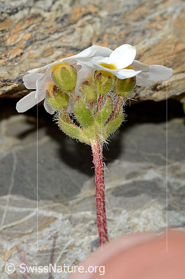 Foto: Bewimperter Mannsschild (Androsace chamaejasme). Stngel, Kelche und Blüten.