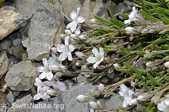 Foto: Kriechendes Gipskraut (Gypsophila repens). Blüten und Stängel.