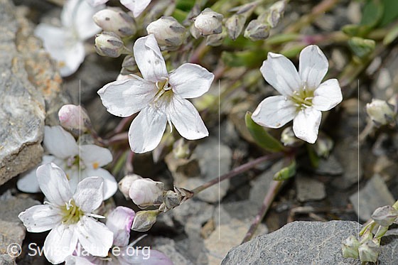 Photo: Gypsophila repens. Blossoms.